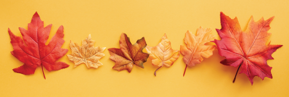 November Monthly Newsletter